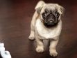Can Dogs Eat Honey