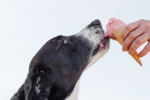 Can Dogs Eat Ice cream