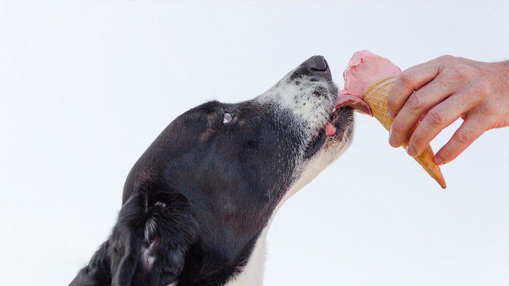 Can Dogs Eat Ice cream