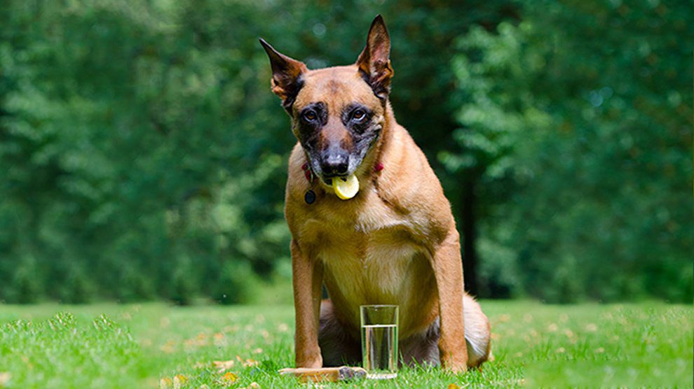 Can Dogs Eat Lemon Juice 