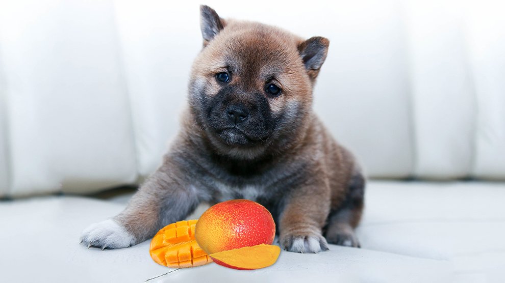 are mangoes safe for dogs to eat