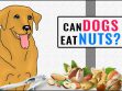 Can Dogs Eat Nuts