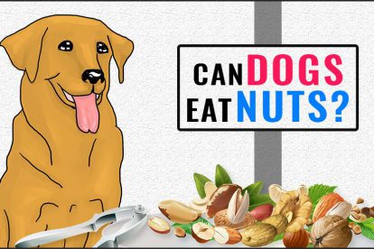 Can Dogs Eat Nuts