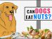 Can Dogs Eat Nuts