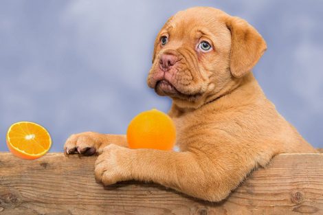 Can Dogs Eat Oranges