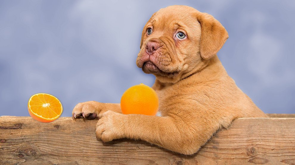 Are Mandarin Oranges Bad For A Dog