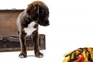 Can Dogs Eat Pasta