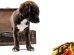 Can Dogs Eat Pasta