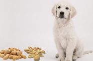 Can Dogs Eat Peanuts
