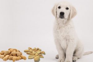 Can Dogs Eat Peanuts