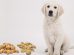 Can Dogs Eat Peanuts