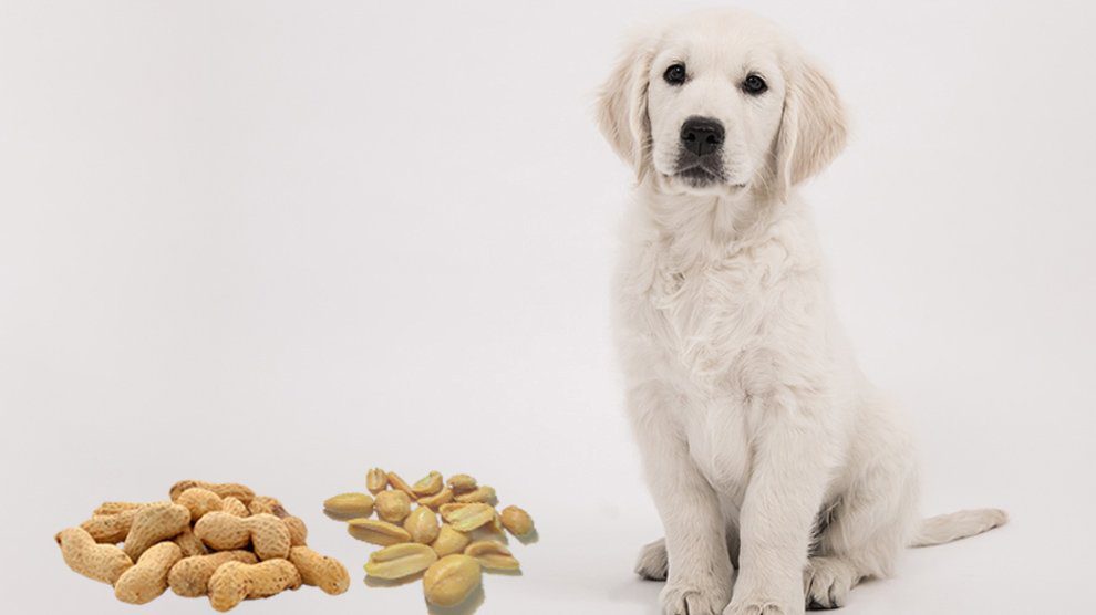 are boiled peanuts bad for dogs