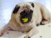 Can Dogs Eat Pears