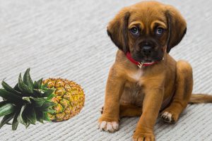 Can Dogs Eat Pineapple