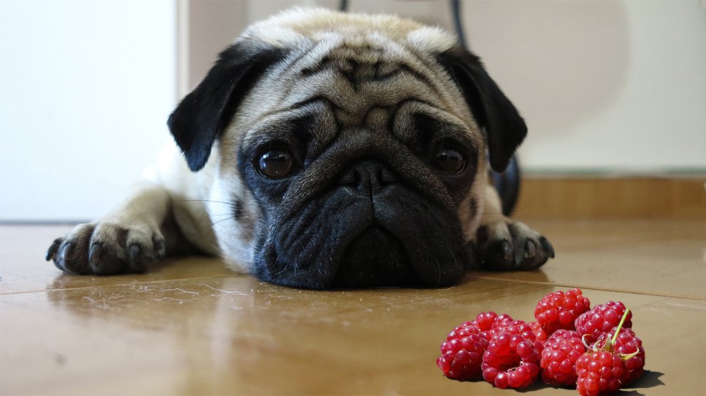 Can i give deals my dog raspberries
