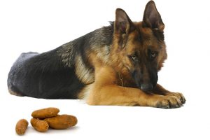 Can Dogs Eat Sweet Potatoes