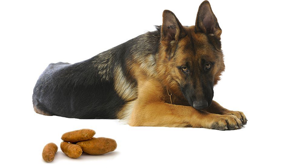 Can Dogs Eat Sweet Potatoes