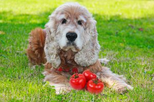 Can Dogs Eat Tomatoes