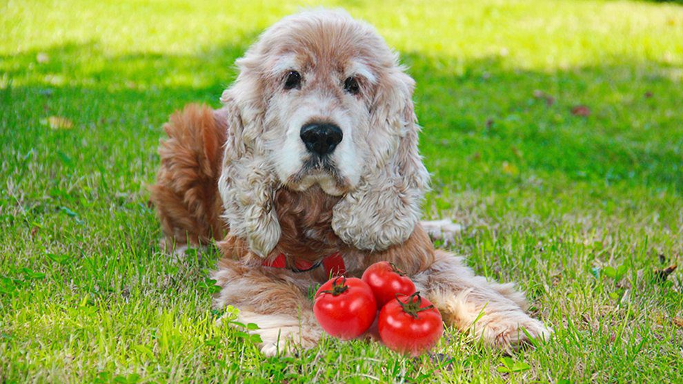 Can Dogs Eat Tomatoes