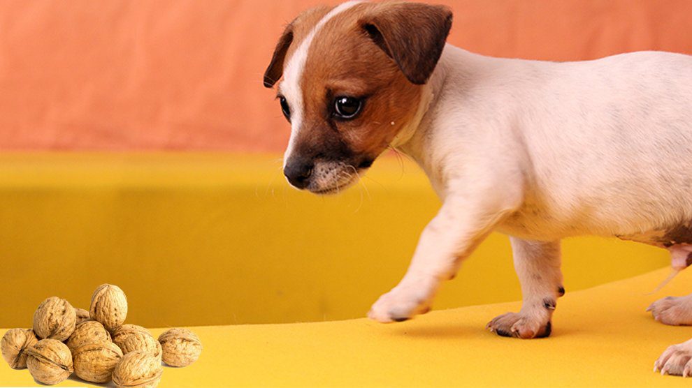 Are english walnuts bad for dogs sales