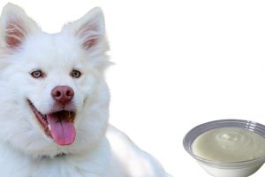 Can Dogs Eat Yogurt