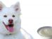 Can Dogs Eat Yogurt