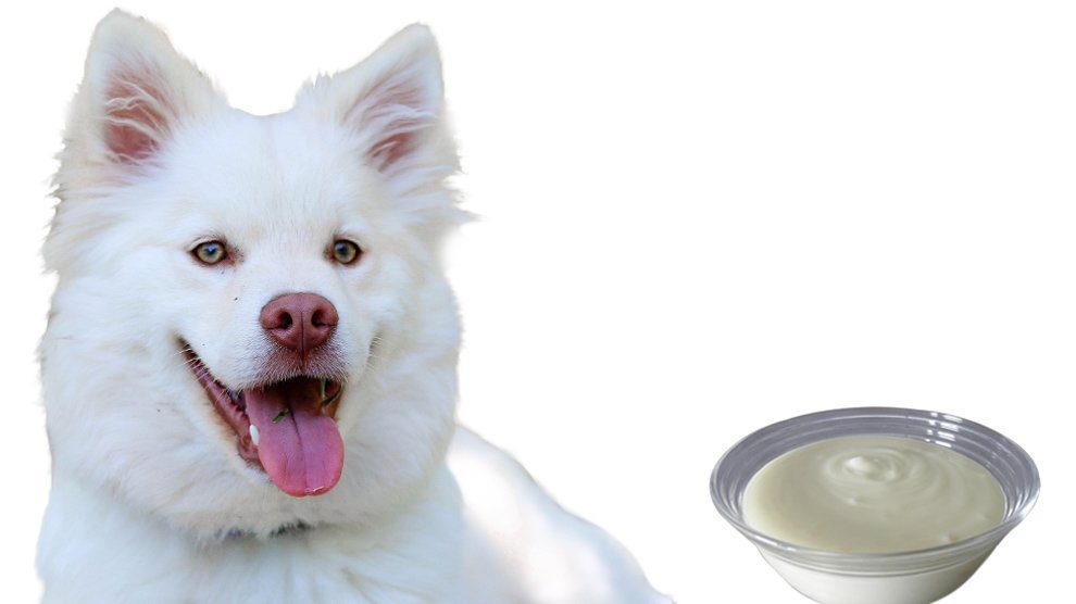 Can Dogs Eat Yogurt