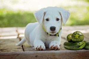 Can Dogs Eat Zucchini