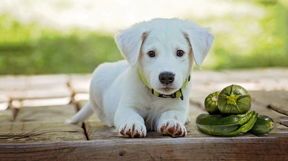 can dogs eat steamed zucchini