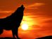 Dog Howling