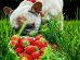 Can Dogs Eat Strawberries