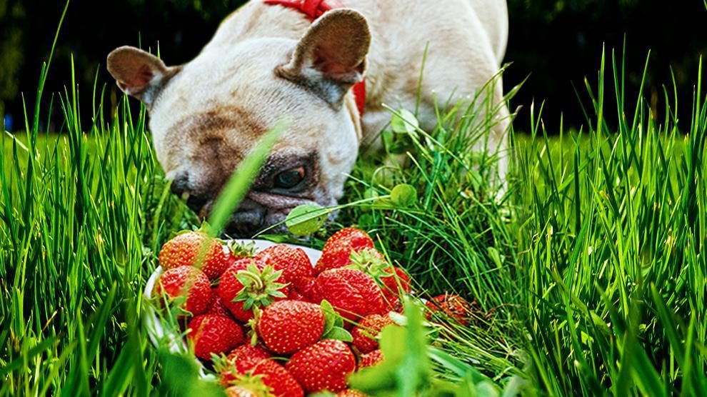 Can Dogs Eat Strawberries