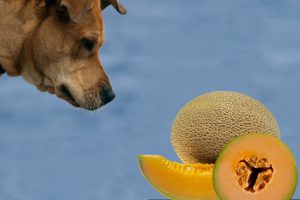 Can Dogs Eat Cantaloupe