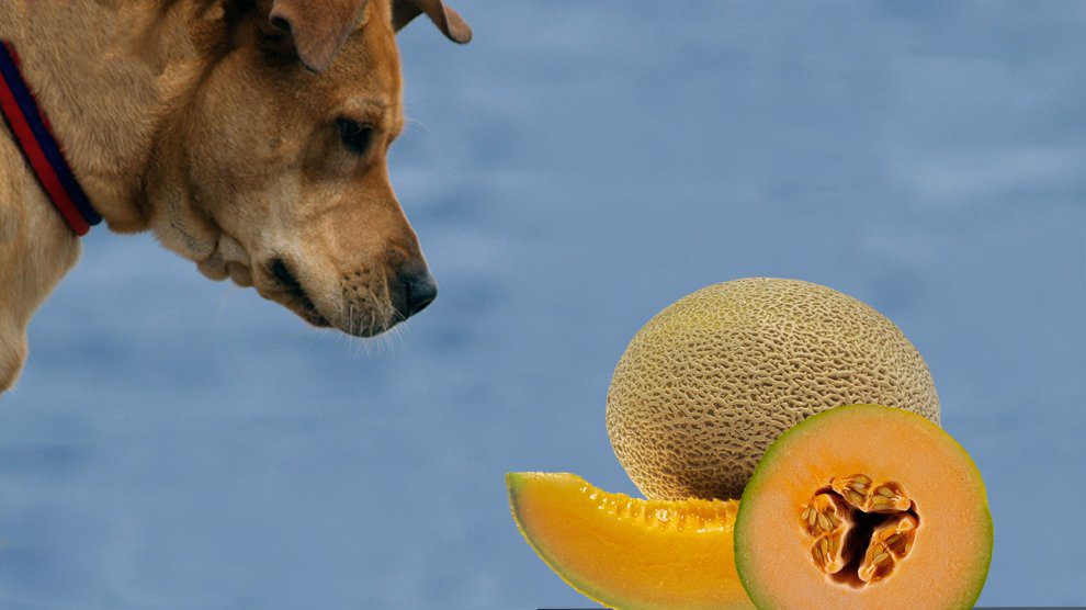 Can Dogs Eat Cantaloupe