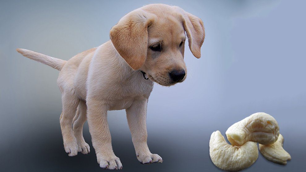 Can Dogs Eat Cashews