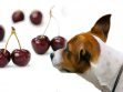 Can Dogs Eat Cherries