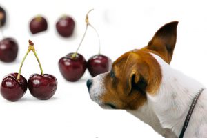 Can Dogs Eat Cherries