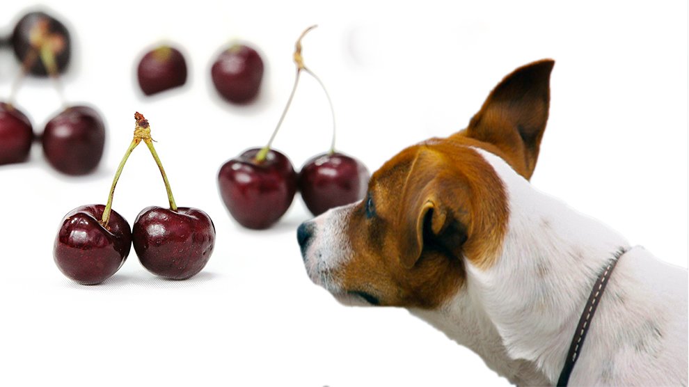 are cherry pits safe for dogs