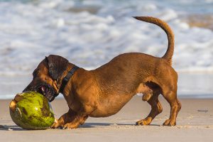 Can Dogs Eat Coconut