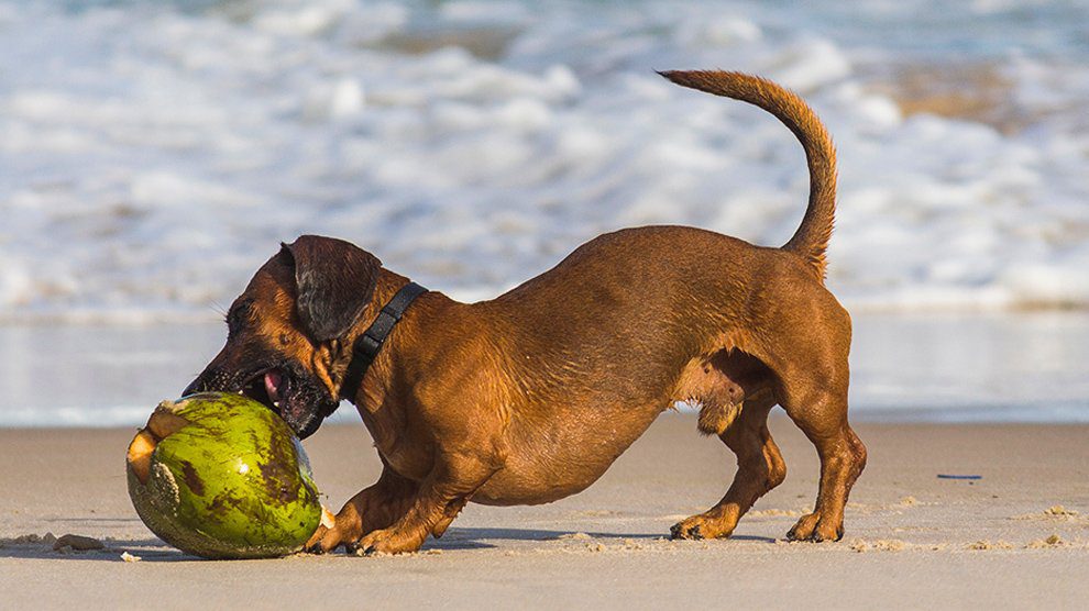 Can Dogs Eat Coconut