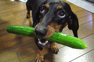 Can Dogs Eat Cucumbers