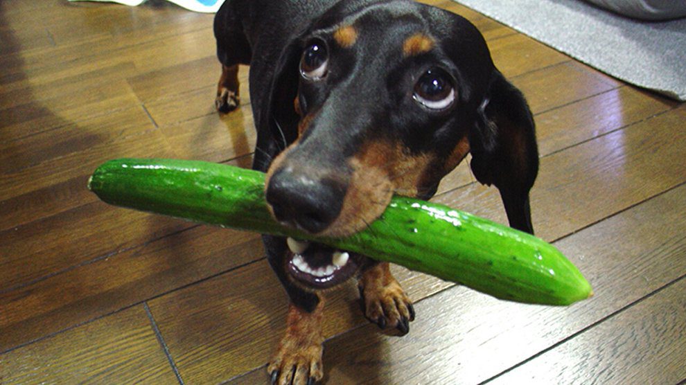 can dogs eat cucumber uk