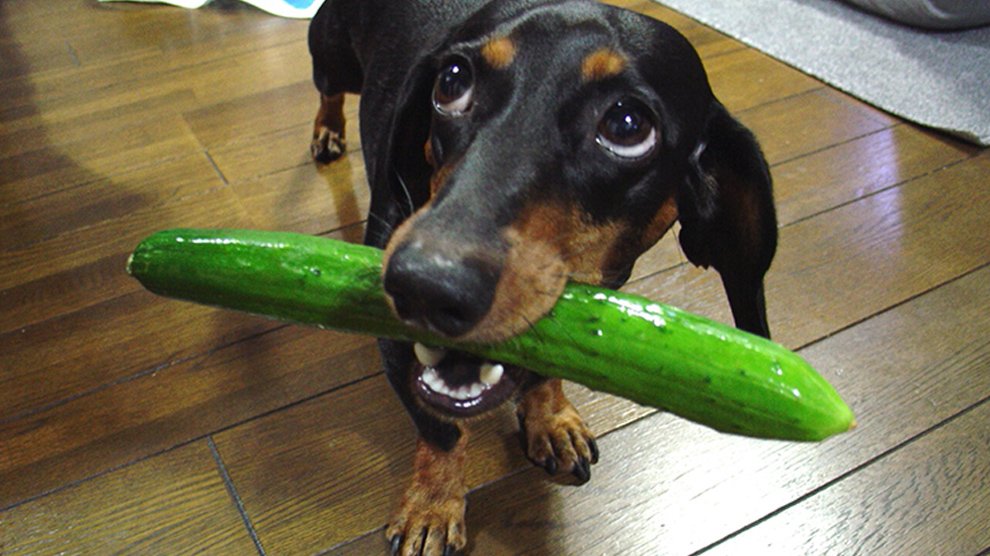 can puppies eat cucumber