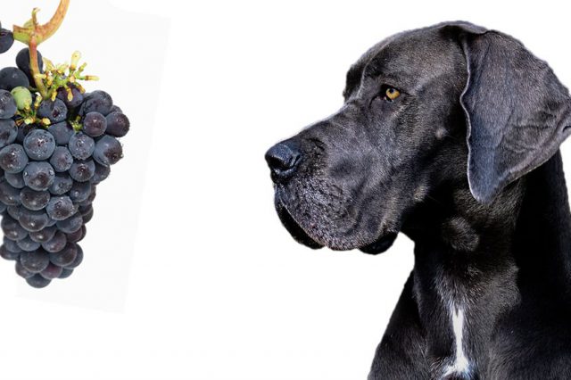 Visual Reference: Can Dogs Eat Grapes What About Raisins Let S Talk
