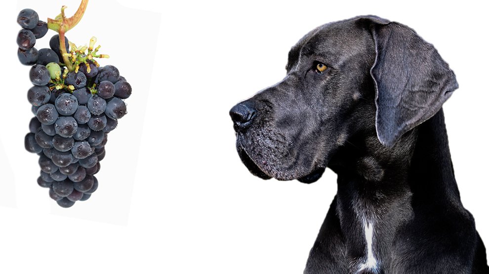 are purple grapes bad for dogs