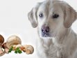 Can Dogs Eat Mushrooms?