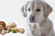 Can Dogs Eat Mushrooms?