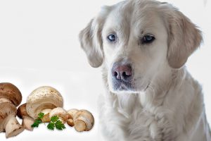 Can Dogs Eat Mushrooms?