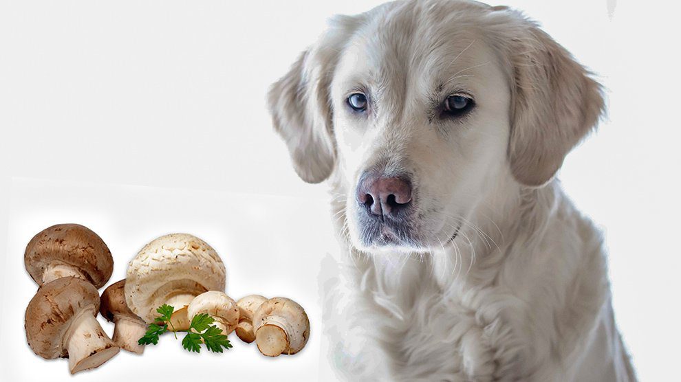 dogs eat mushrooms