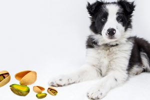 Can Dogs Eat Pistachios?